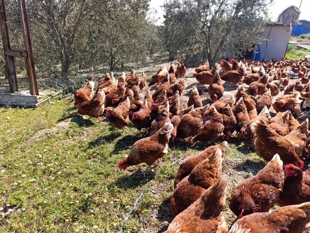 Manisalı Genç Yumurta (6)