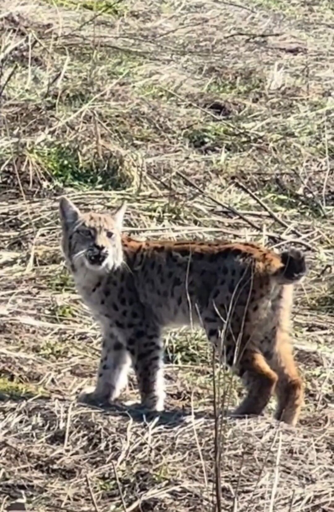 Nadir Anlar Ormanin Hayaleti Bu Kez Sessizligini Bozdu (2)