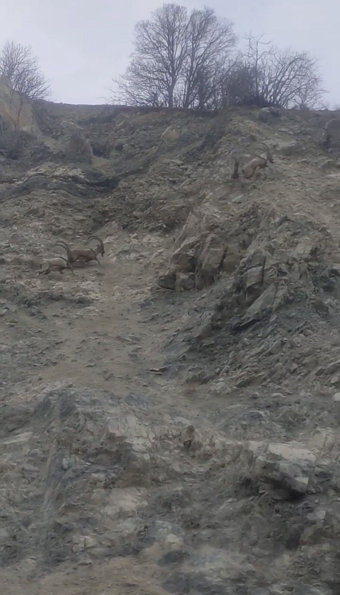 Nesli Tukenme Tehlikesi Altinda Suru Halinde Goruntulendiler-2