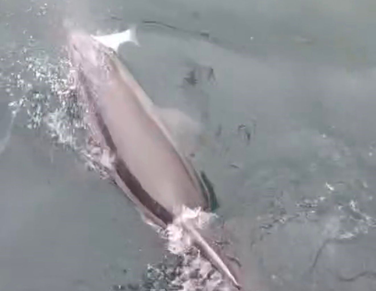 Olta Balikcilarini Saskina Cevirdi Liman Icinde Avlanan Yunus Kamerada (2)