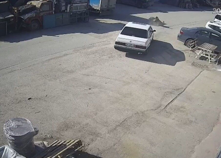 Organize Sanayi Sitesinde Yurek Burkan Olay Yolda Yatan Kopegi Ezip Giden Surucu Guven (1)