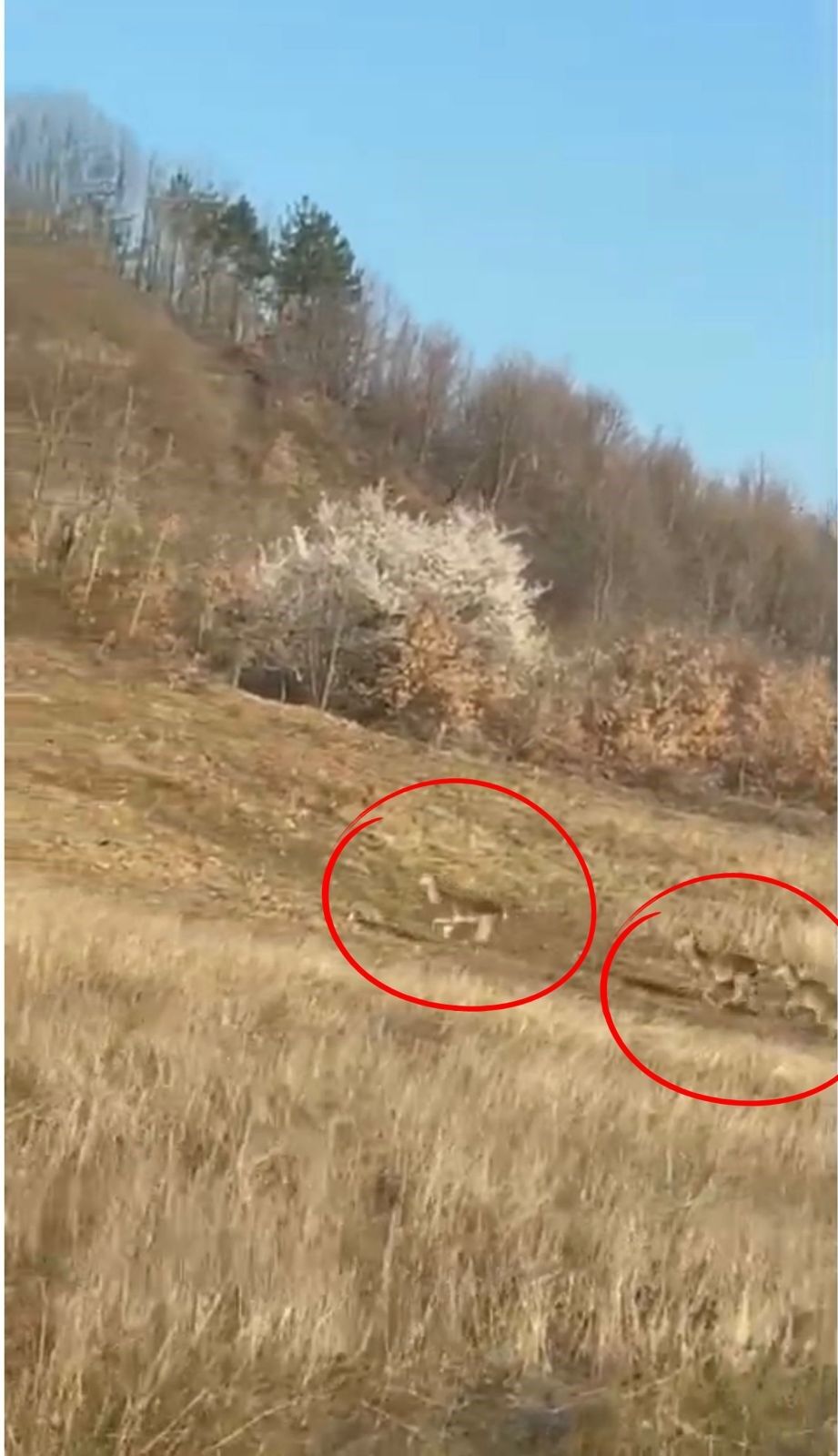 Sabah Saatlerinde Heyecan Dolu Anlar Geyikler Yol Boyunca Eslik Etti (2)