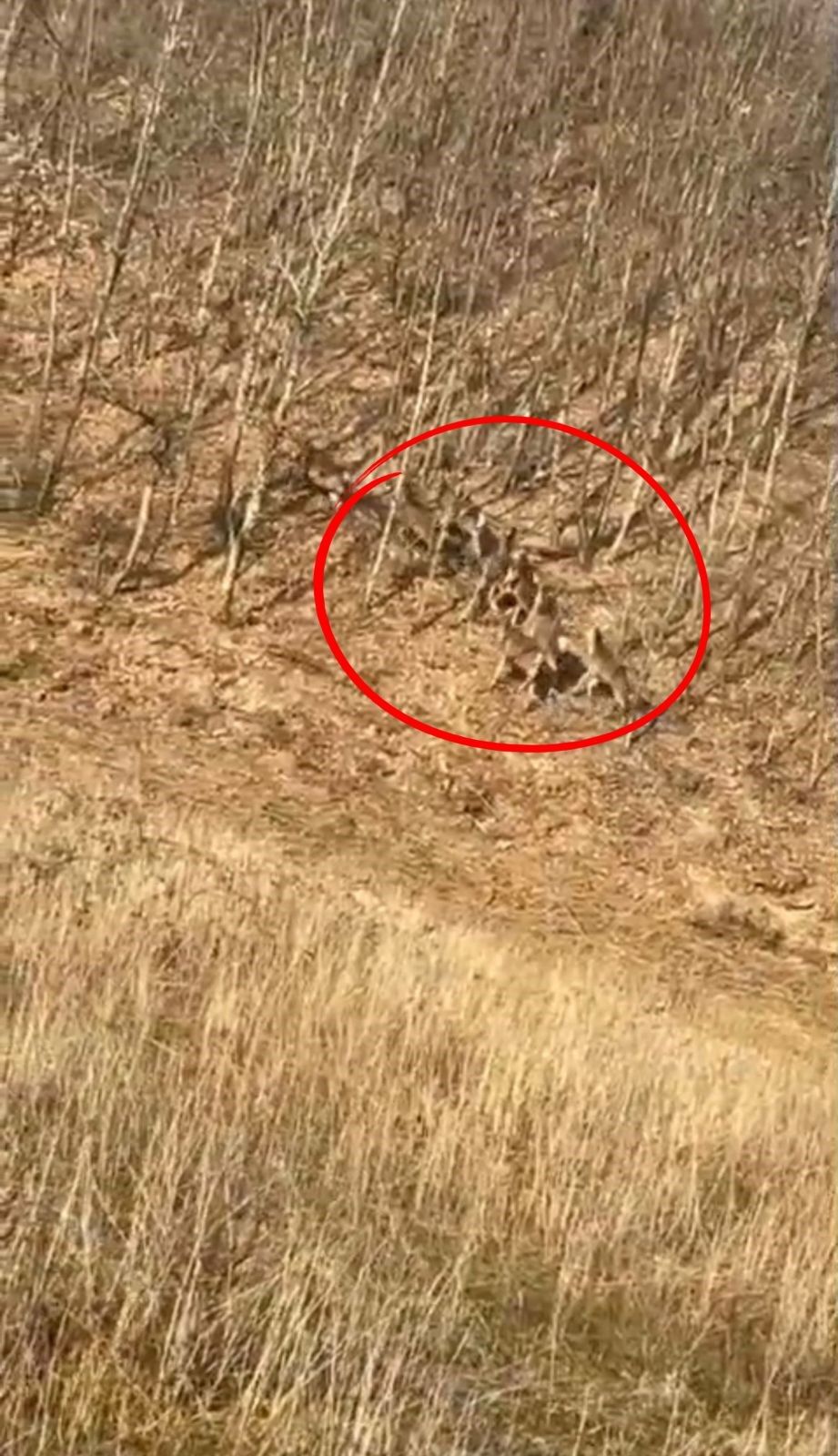 Sabah Saatlerinde Heyecan Dolu Anlar Geyikler Yol Boyunca Eslik Etti (3)