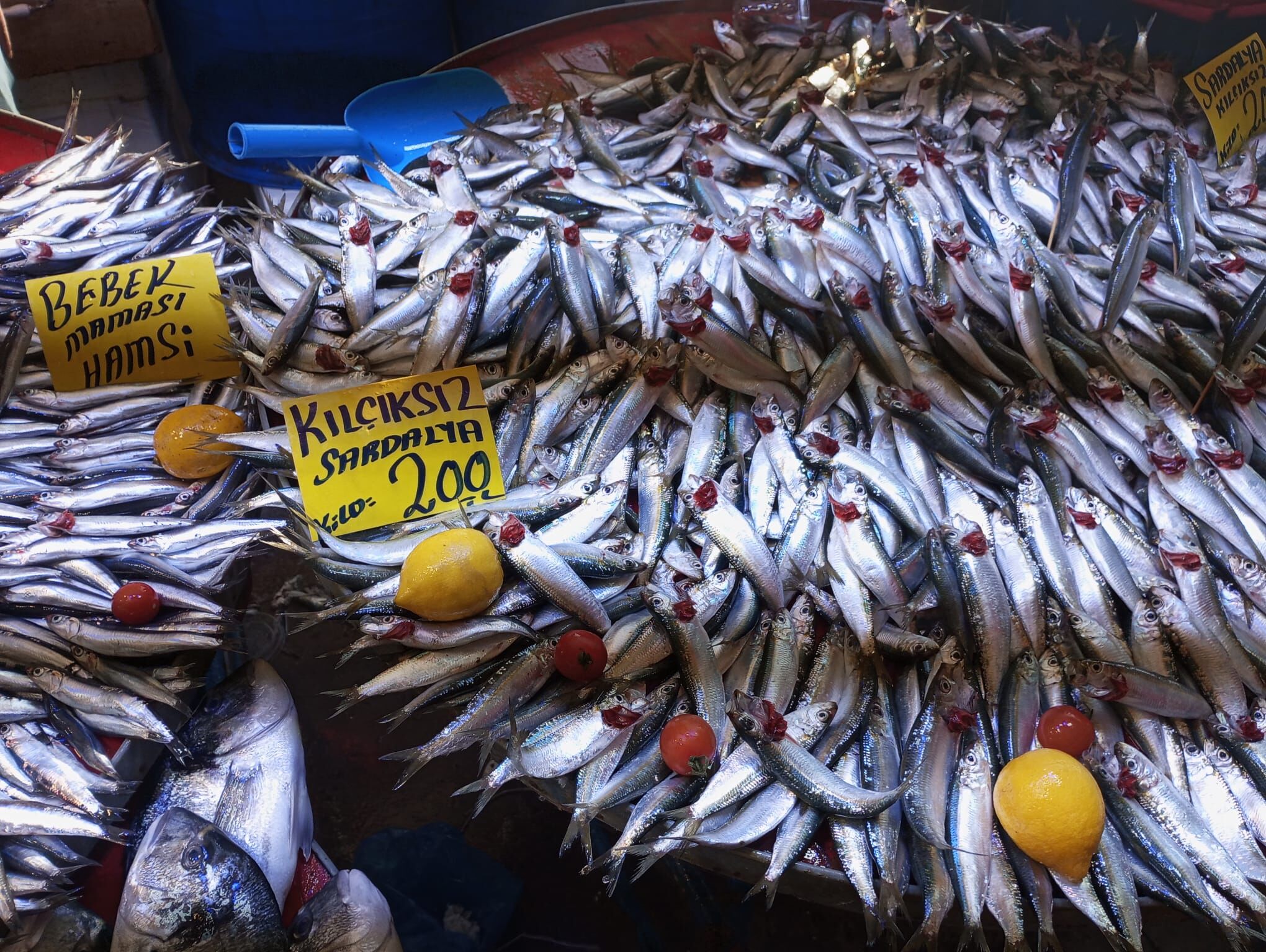 Salihli Balık Tezgahları Akaryakıt (1)
