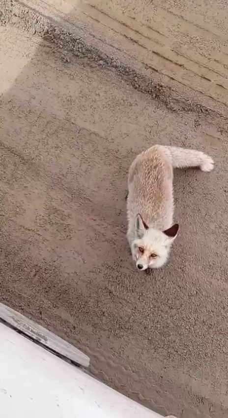 Santiyenin Davetsiz Misafiri Is Makinesinin Sesine Degil Yemegin Kokusuna Geldi (2)