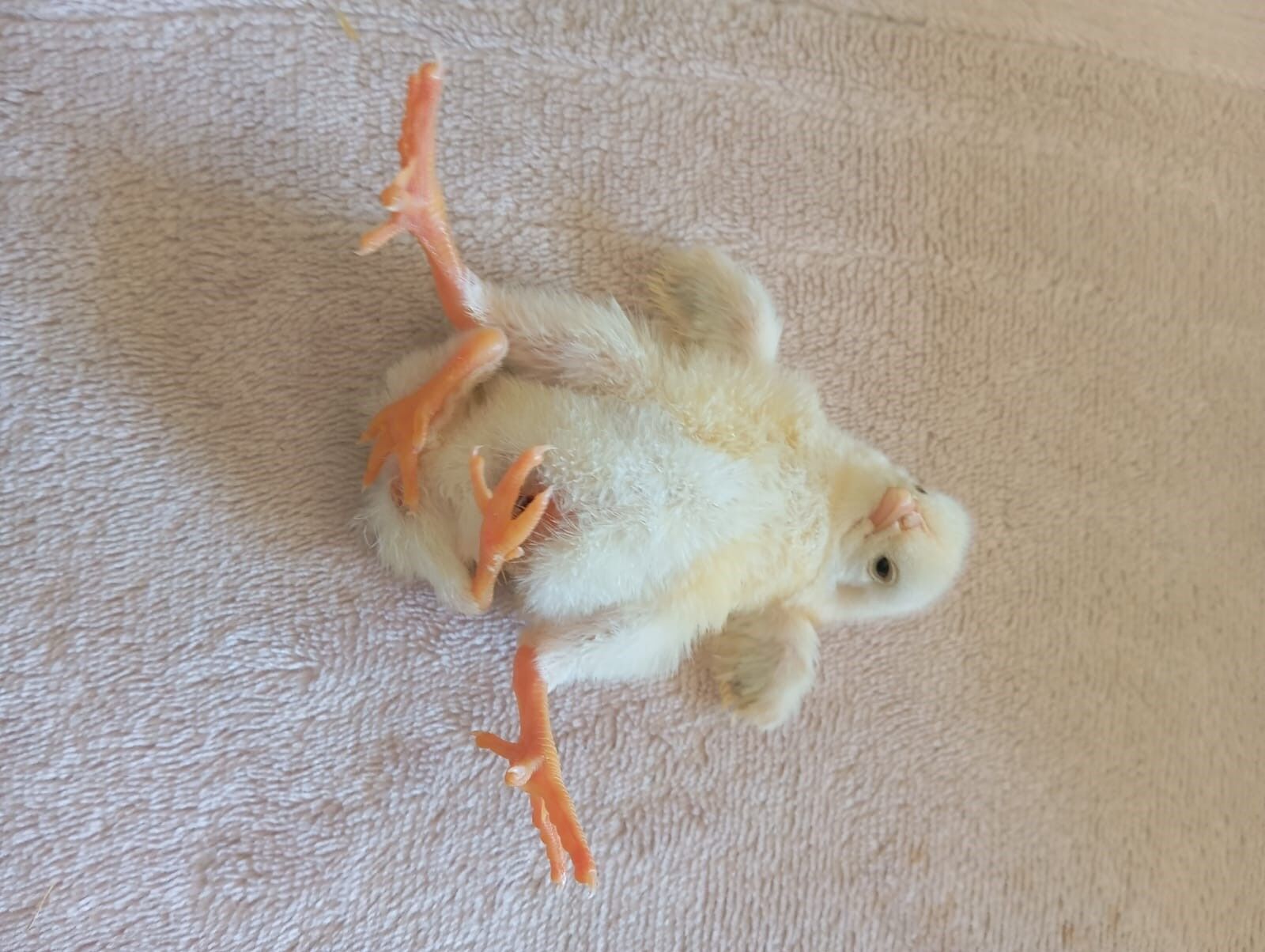 Saskina Ceviren Olay Yumurtadan Dort Ayakli Cikti (2)