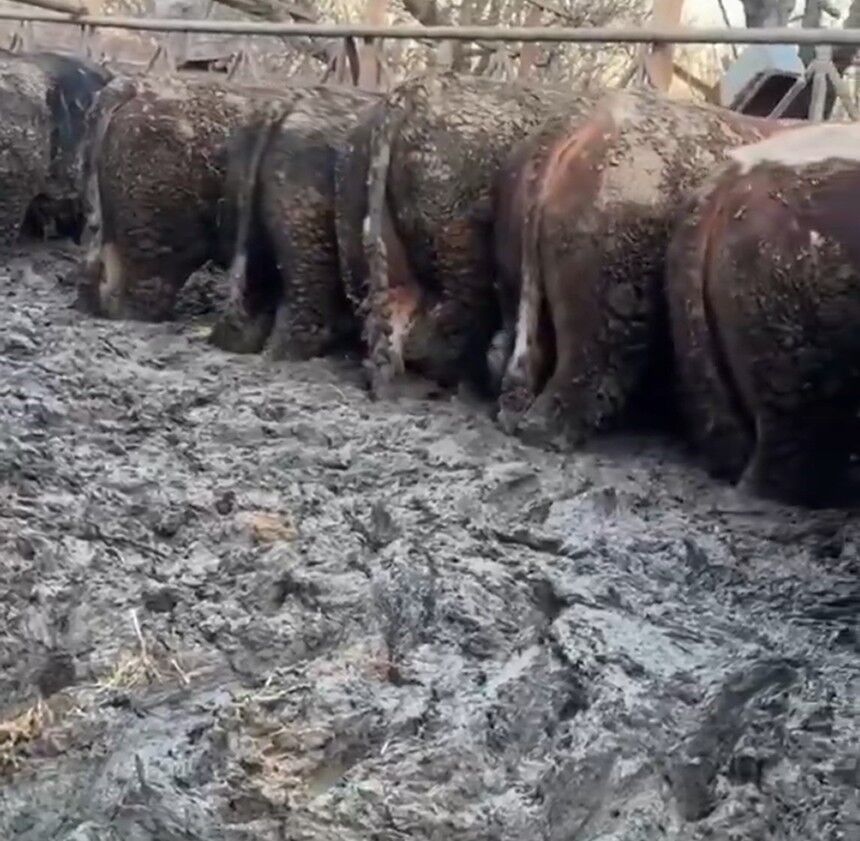 Sosyal Medyada Tepki Çeken Görüntüler Sonrası Tarım Müdürlüğü Harekete Geçti