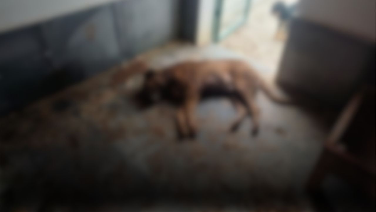 Turkiye Bu Goruntuleri Konusuyor Bucak Belediyesine Ait Barinakta Dehset Goruntuler Ha (1)