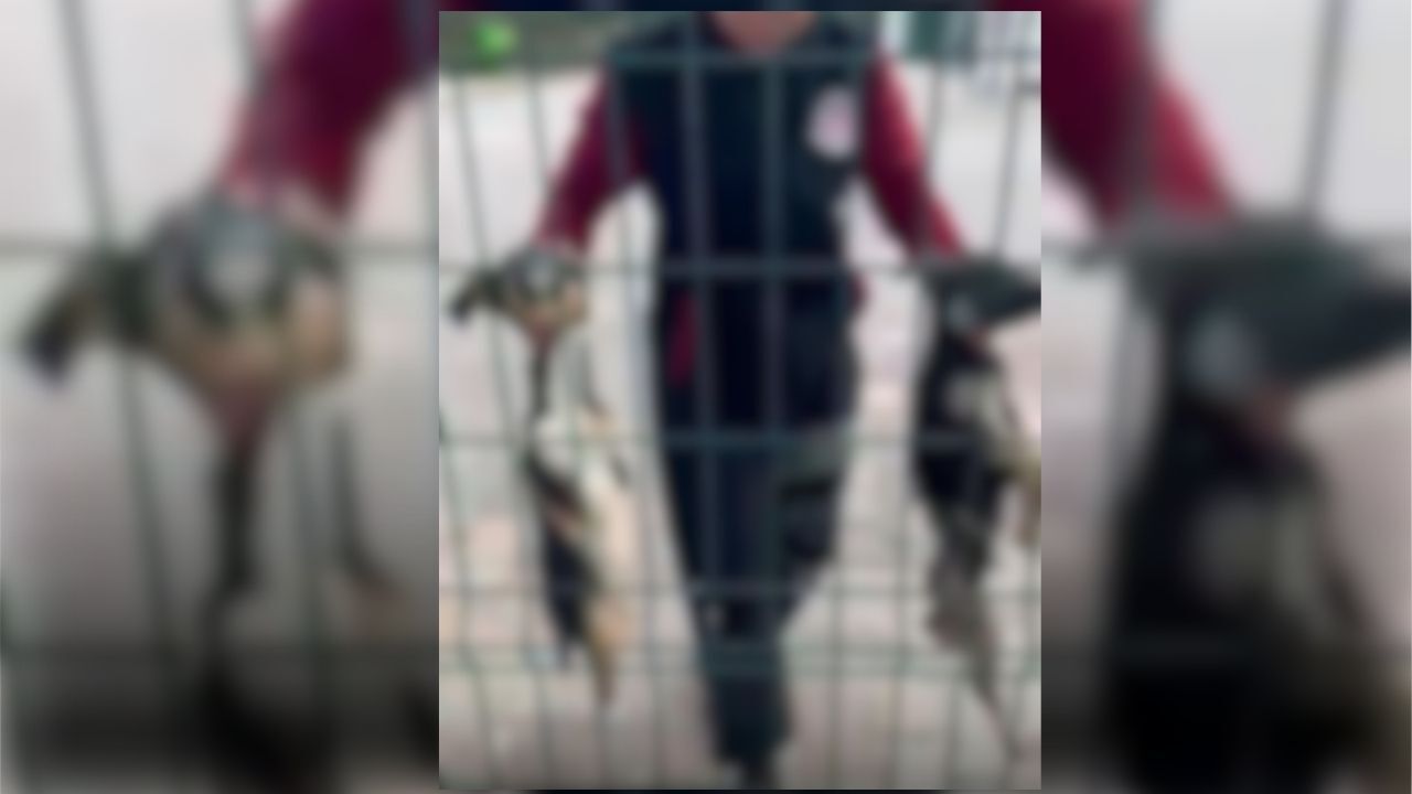 Turkiye Bu Goruntuleri Konusuyor Bucak Belediyesine Ait Barinakta Dehset Goruntuler Ha (3)