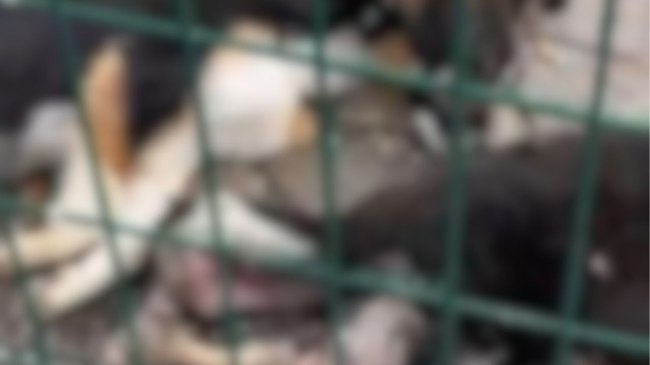 Turkiye Bu Goruntuleri Konusuyor Bucak Belediyesine Ait Barinakta Dehset Goruntuler Ha (4)