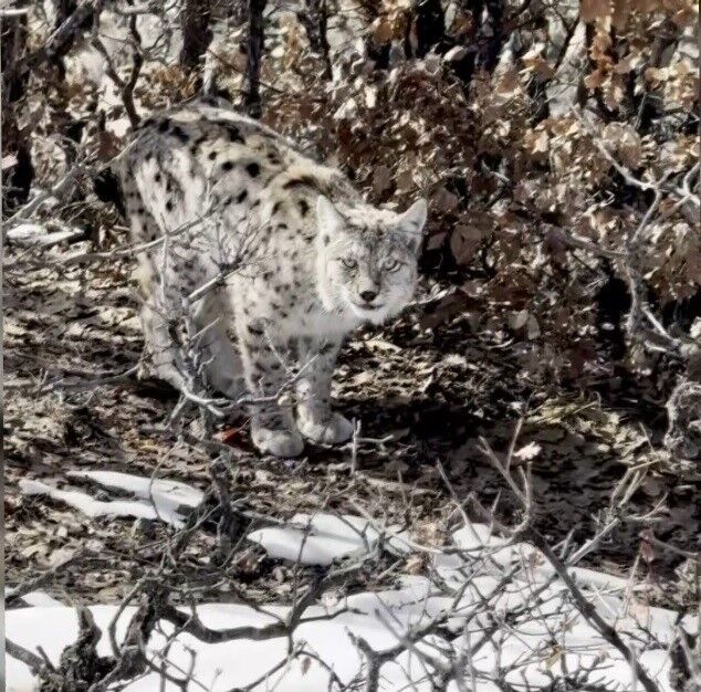 Turkiyede Nadir Goruluyor Koyun Icine Kadar Indi-2