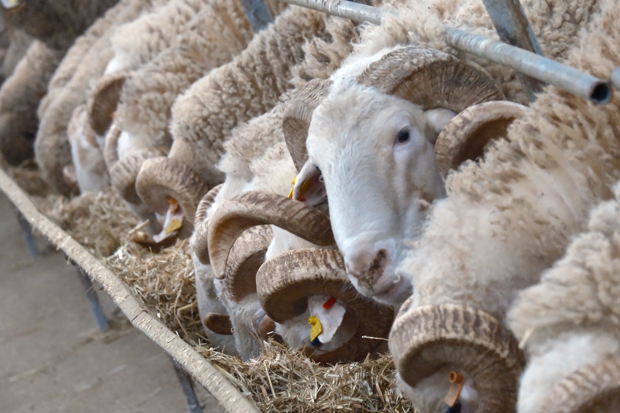 Turkiyenin En Degerli Koclari Acik Artirmaya Cikiyor Tarihi Satis 25 Martta (1)-1