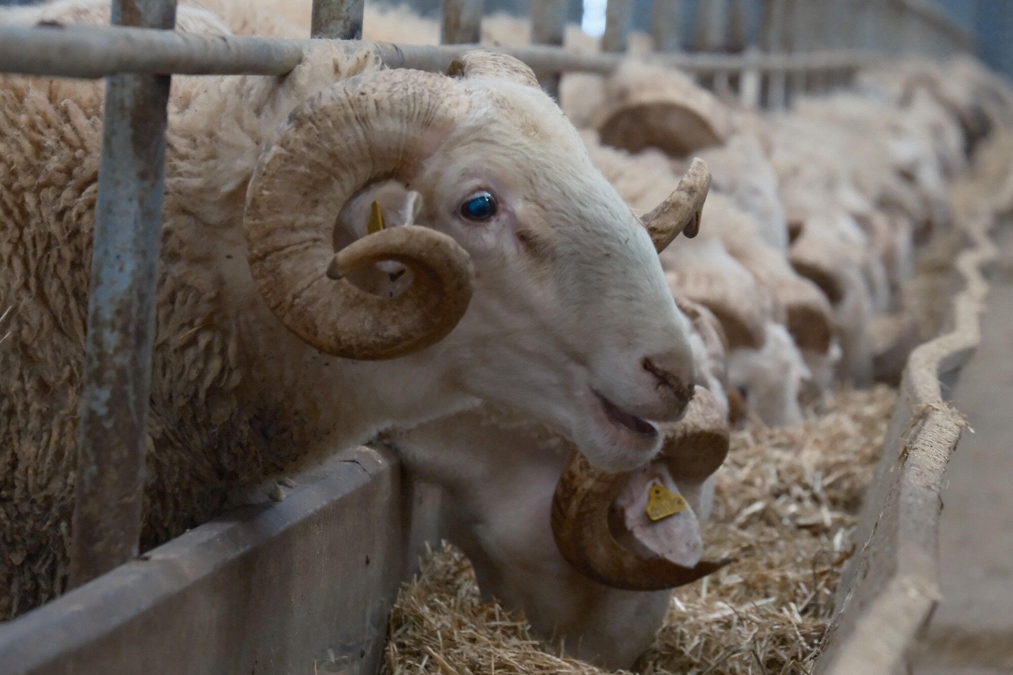Turkiyenin En Degerli Koclari Acik Artirmaya Cikiyor Tarihi Satis 25 Martta (3)