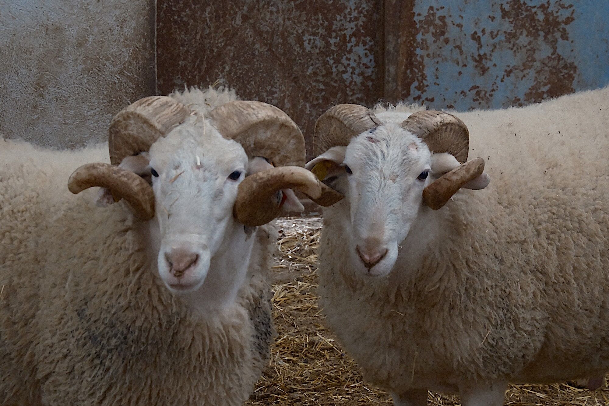 Turkiyenin En Degerli Koclari Acik Artirmaya Cikiyor Tarihi Satis 25 Martta (4)