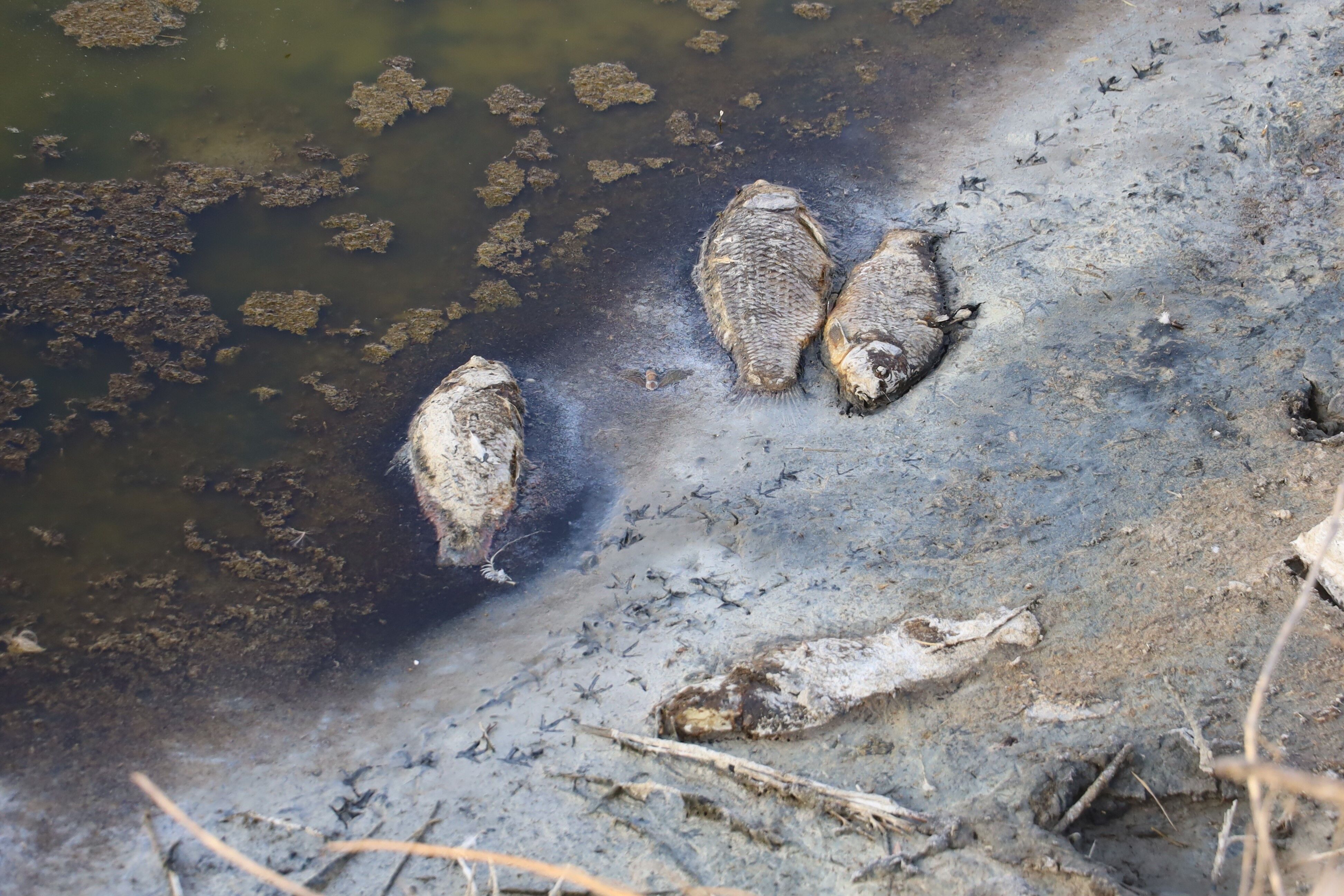 Yuzlerce Balik Telef Olmustu O Gol Yeniden Doldu 7 Ay Arayla Cekilen Dron Goruntuleri (4)