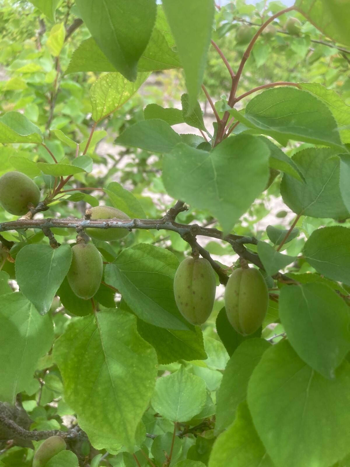 672670171 1396739885804229 6823388756289505801 N