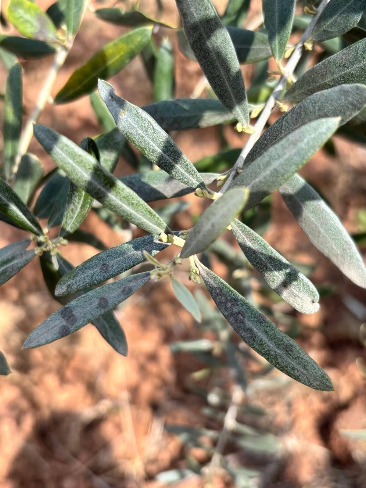 672679862 1396710129140538 286434478113998769 N