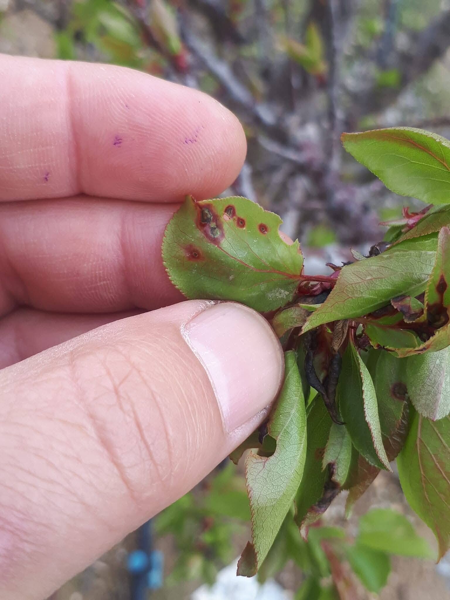 672680260 1396739542470930 3217300802831388287 N