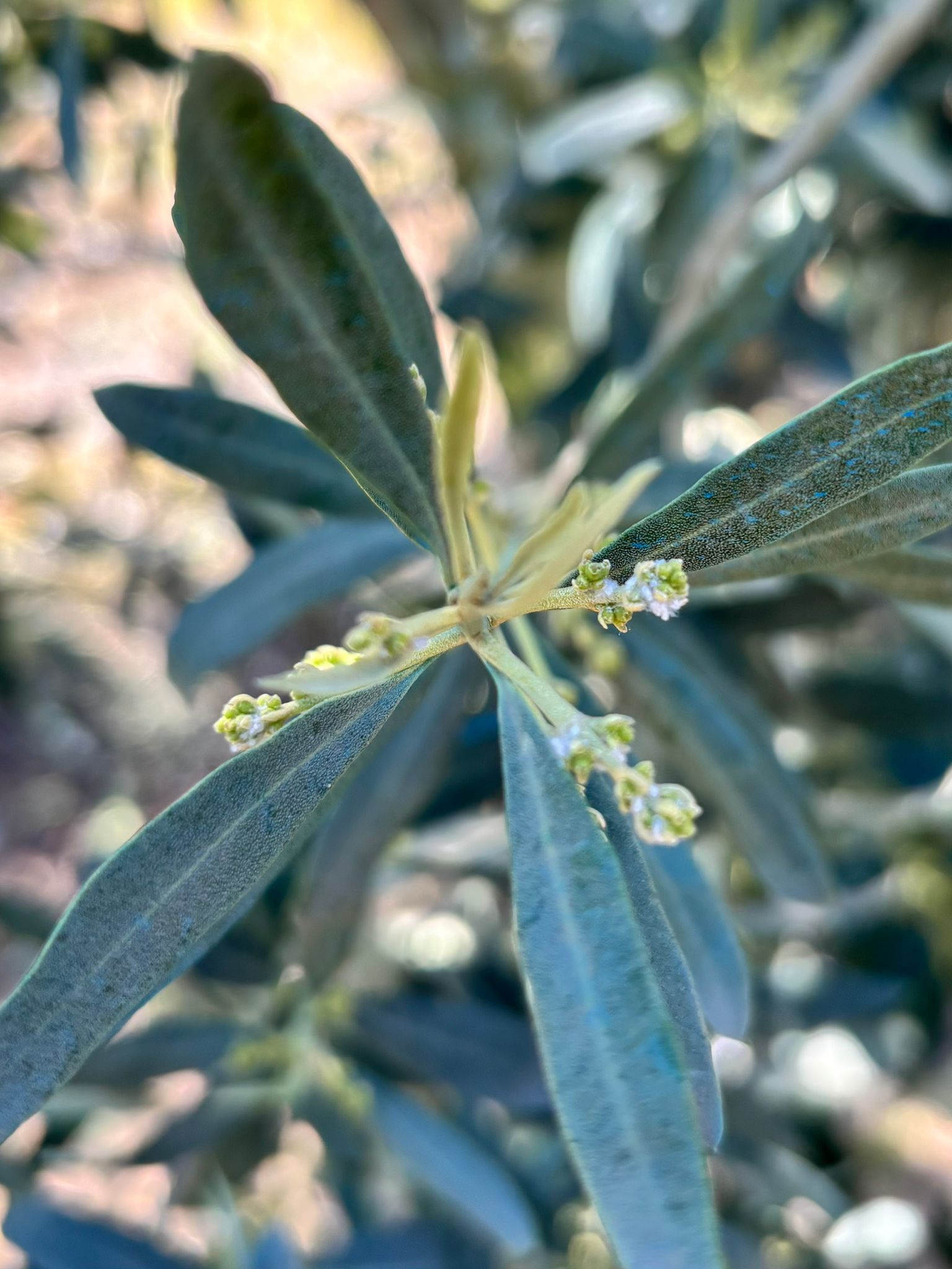 672684588 1399854165492801 2259840620792303871 N