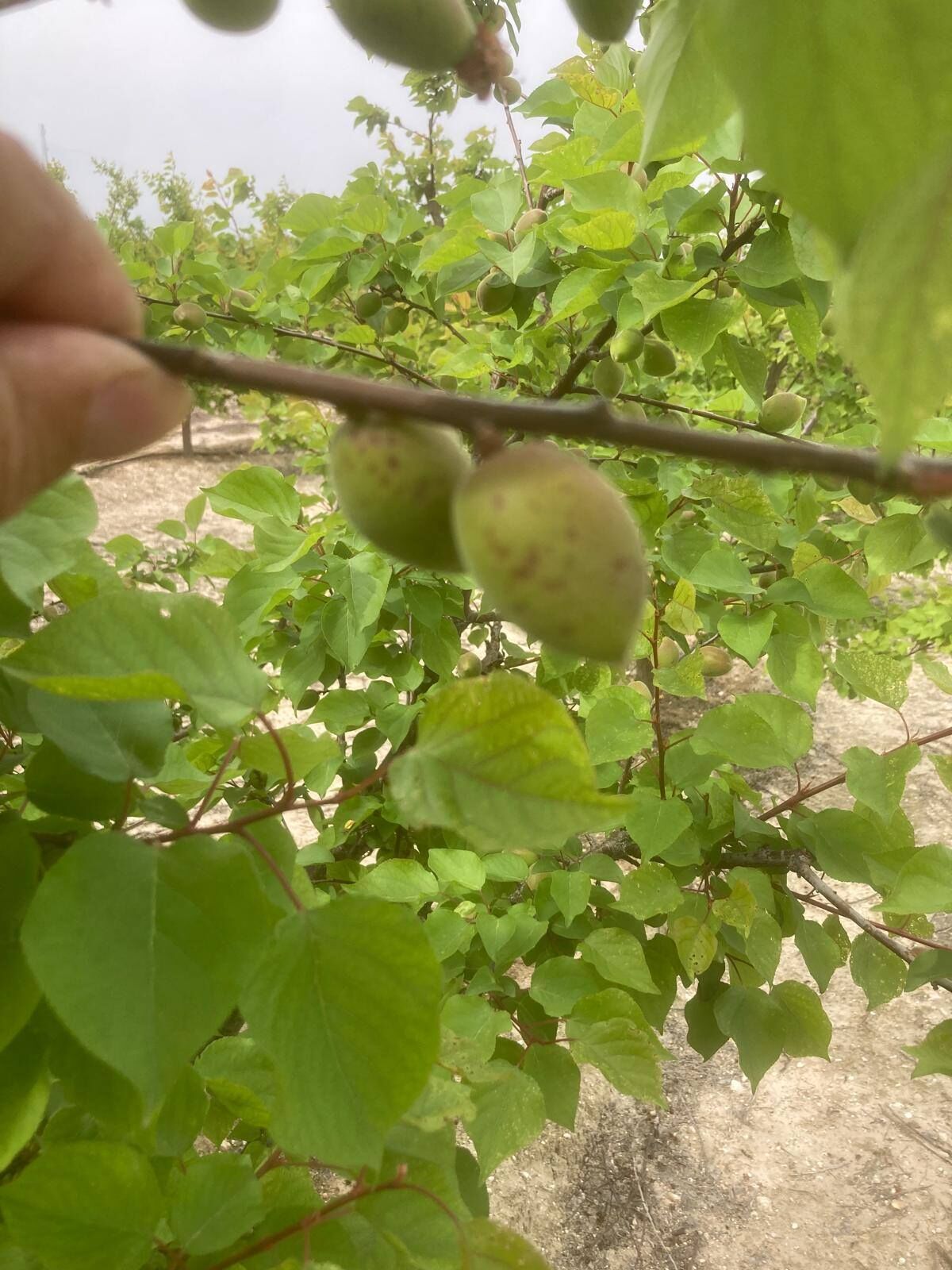 672684654 1396739822470902 3025876165674929156 N