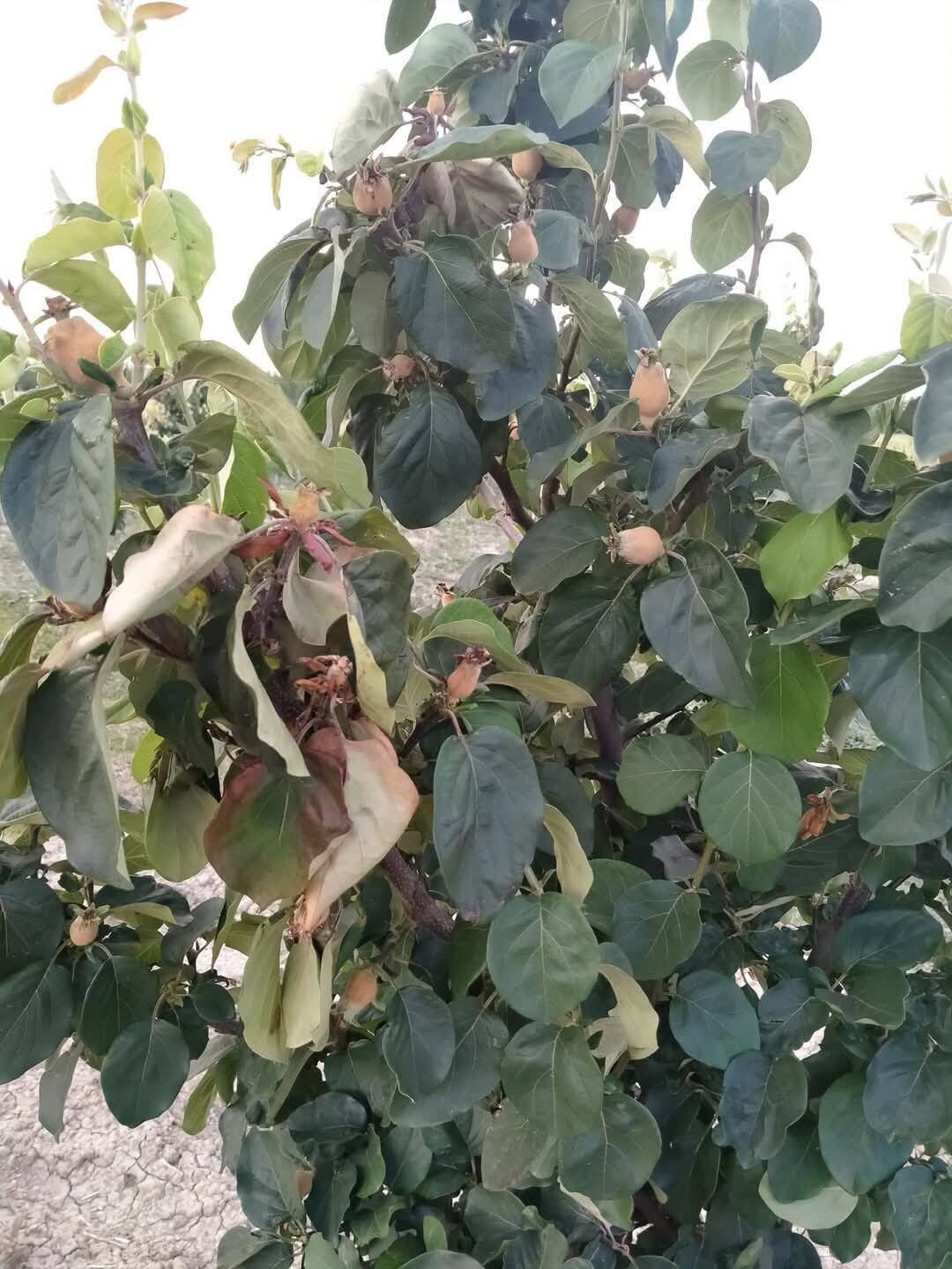 672685063 1396739662470918 6429176159812124719 N