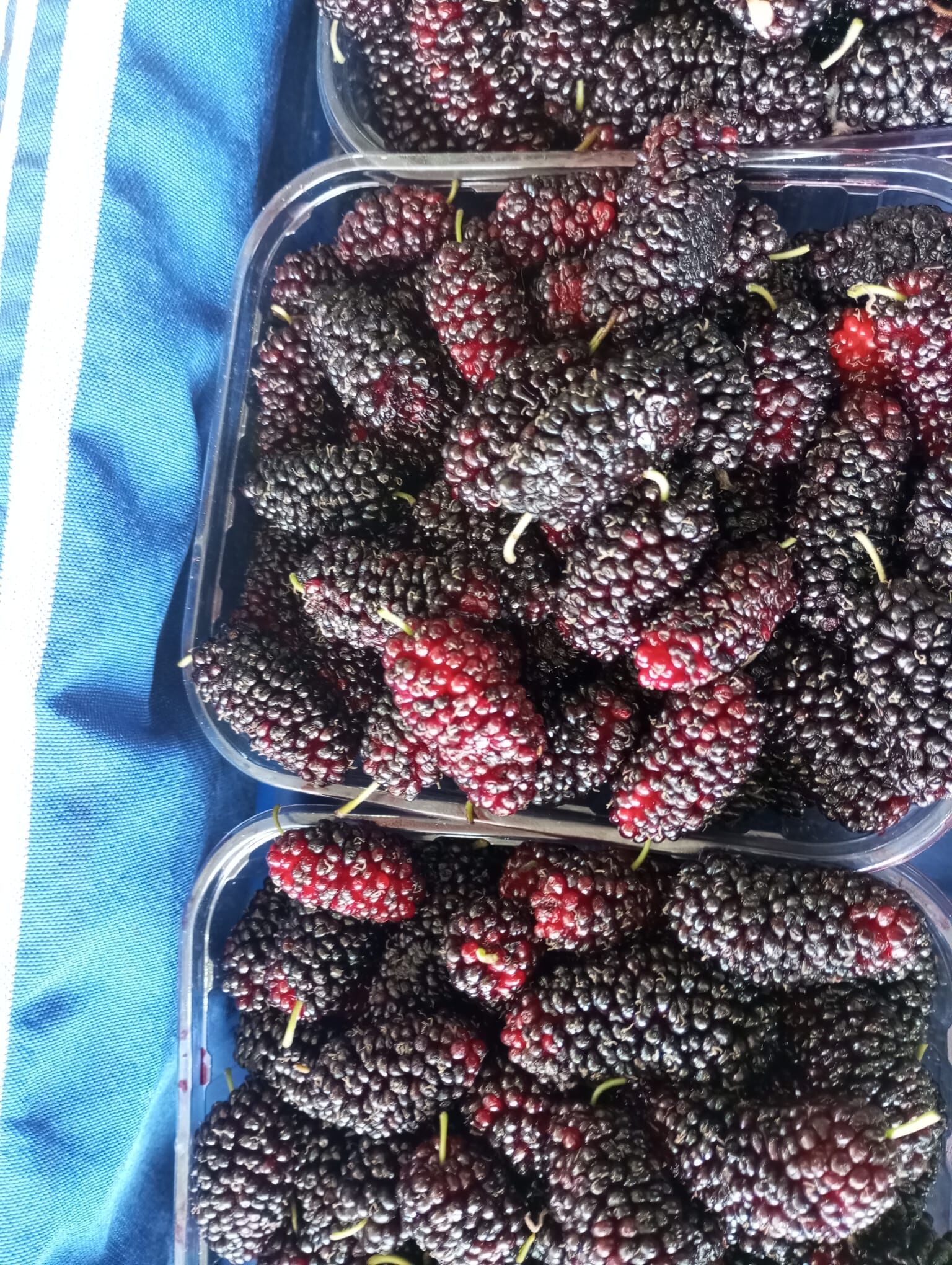 Çarşamba Pazari (5)