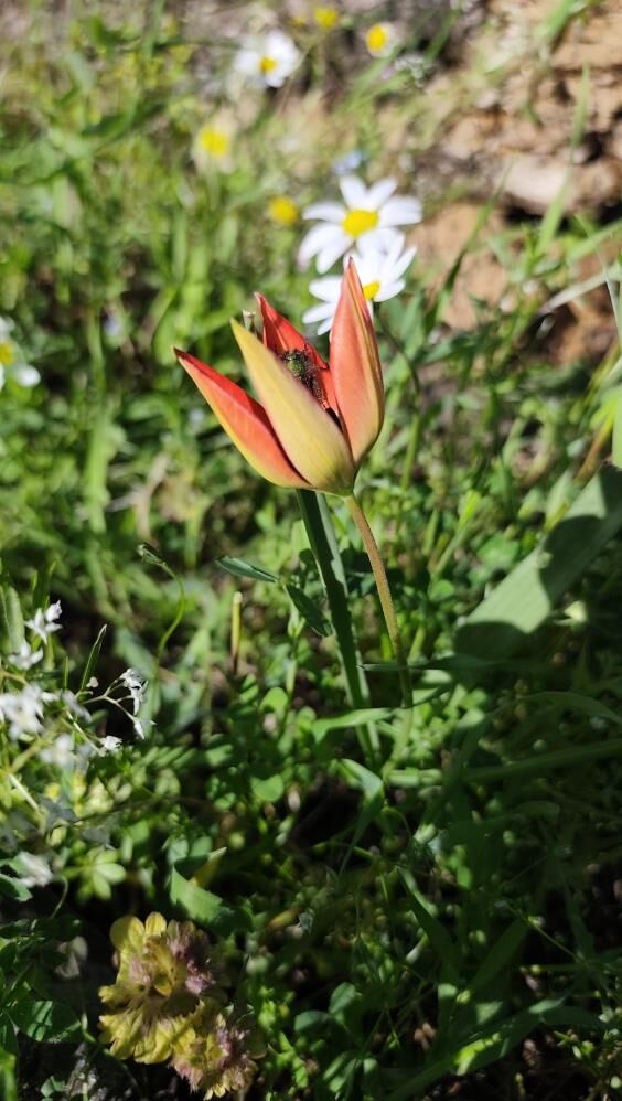 Guzelligi Kisa Cezasi Agir Manisa Lalesi Spilde (3)