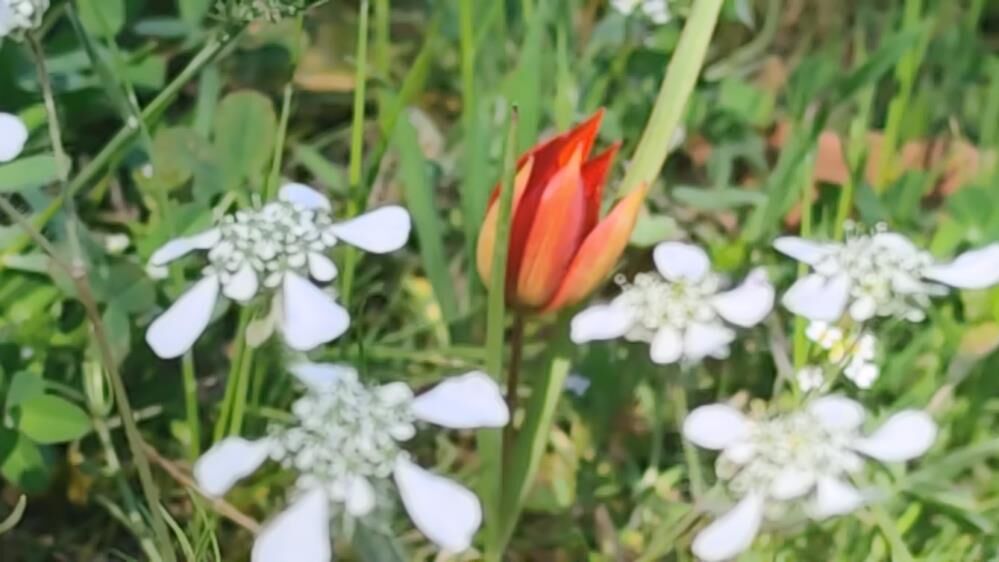 Guzelligi Kisa Cezasi Agir Manisa Lalesi Spilde (4)