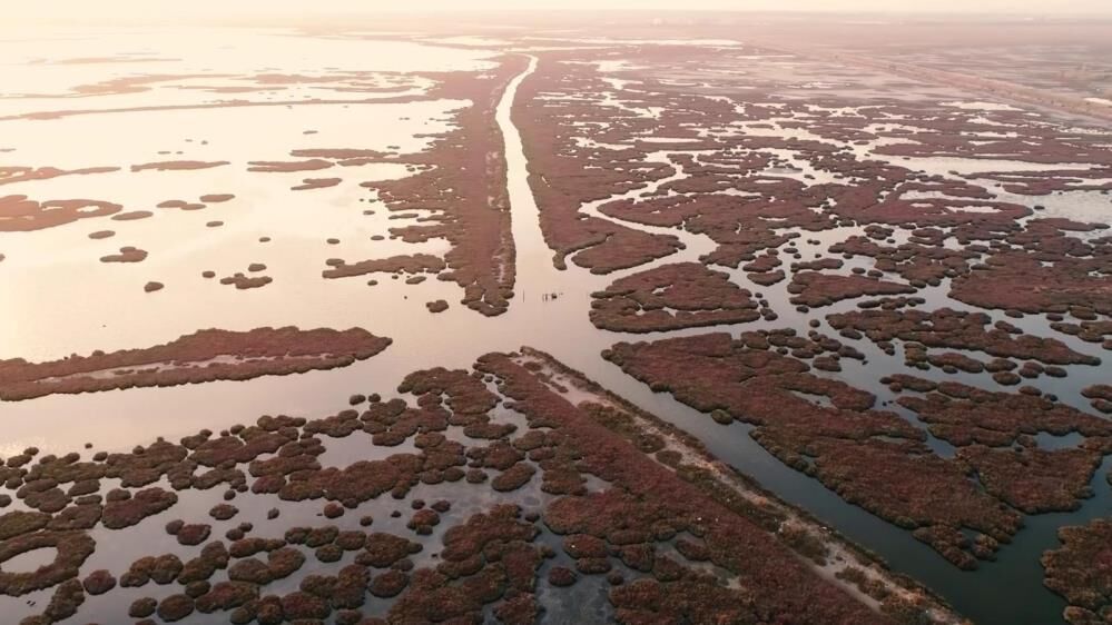 Izmir Korfezinde Deniz Marulu Alarmi Gozler Gediz Havzasinda (3)
