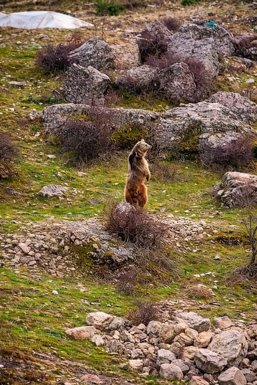 Karlar Eridi Ayilar Sehre Indi Vatandaslar O Anlari Kaydetti (2)