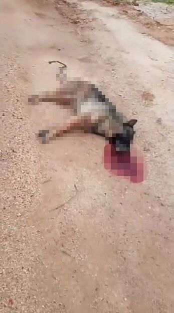 Kavga Eden Sokak Kopeklerine Tufekle Ates Edip Bir Kopegi Oldurdu (2)