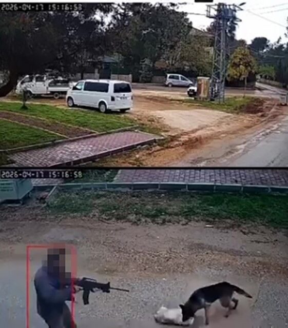 Kavga Eden Sokak Kopeklerine Tufekle Ates Edip Bir Kopegi Oldurdu (3)