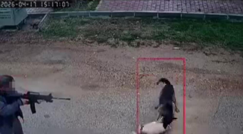 Kavga Eden Sokak Kopeklerine Tufekle Ates Edip Bir Kopegi Oldurdu (4)