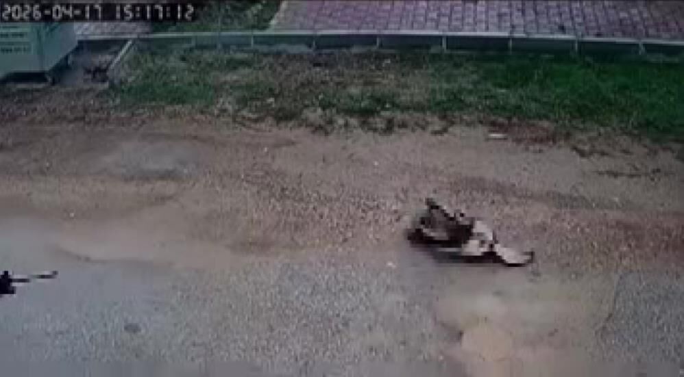 Kavga Eden Sokak Kopeklerine Tufekle Ates Edip Bir Kopegi Oldurdu (5)