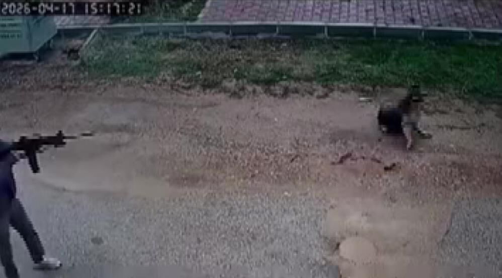 Kavga Eden Sokak Kopeklerine Tufekle Ates Edip Bir Kopegi Oldurdu (6)