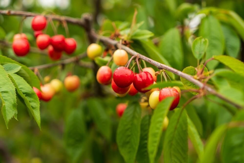 Manisa Ekenci Kiraz (1)-1