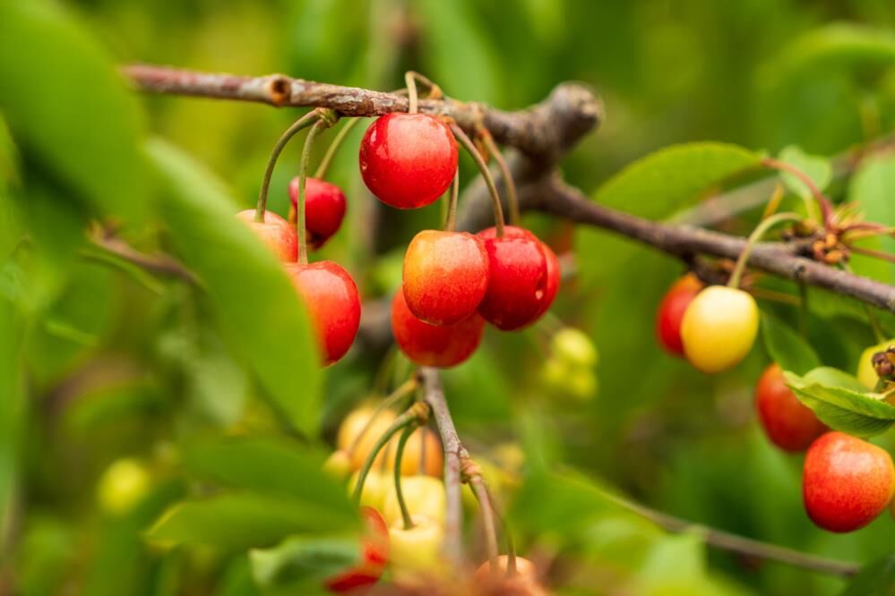Manisa Ekenci Kiraz (2)