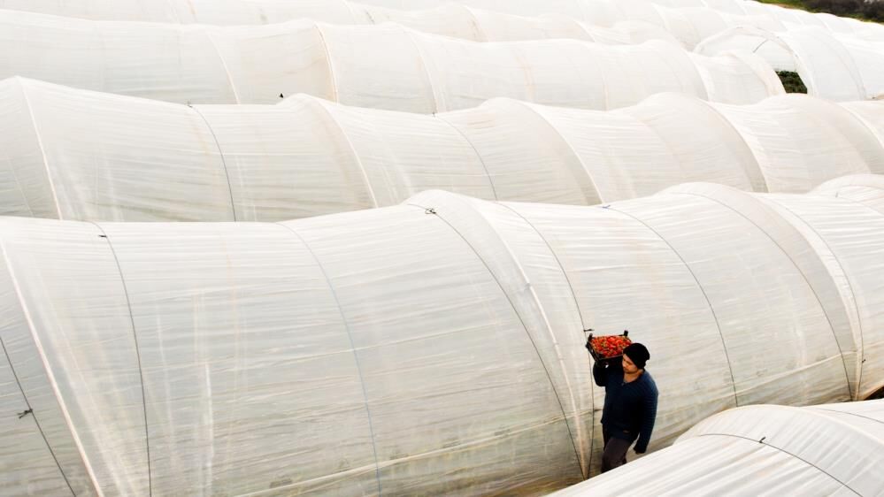 Manisa'da Çilek Üreticisi (1)-1