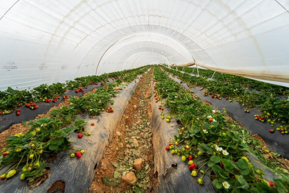 Manisa'da Çilek Üreticisi (3)