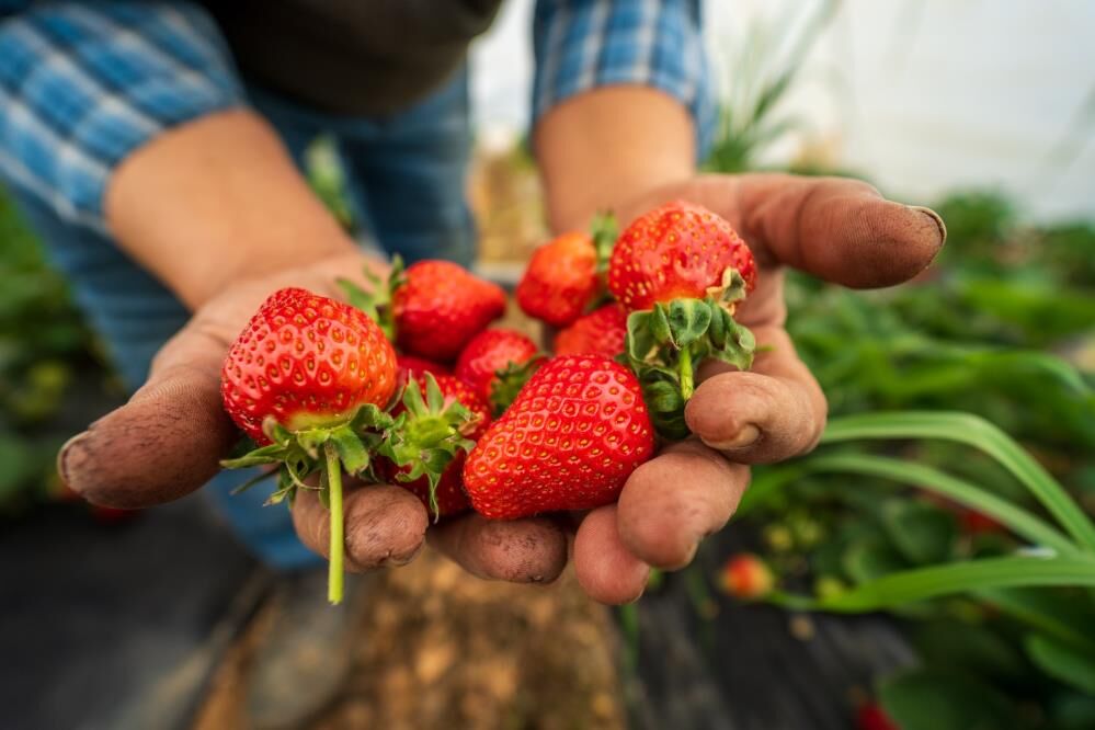Manisa'da Çilek Üreticisi (4)