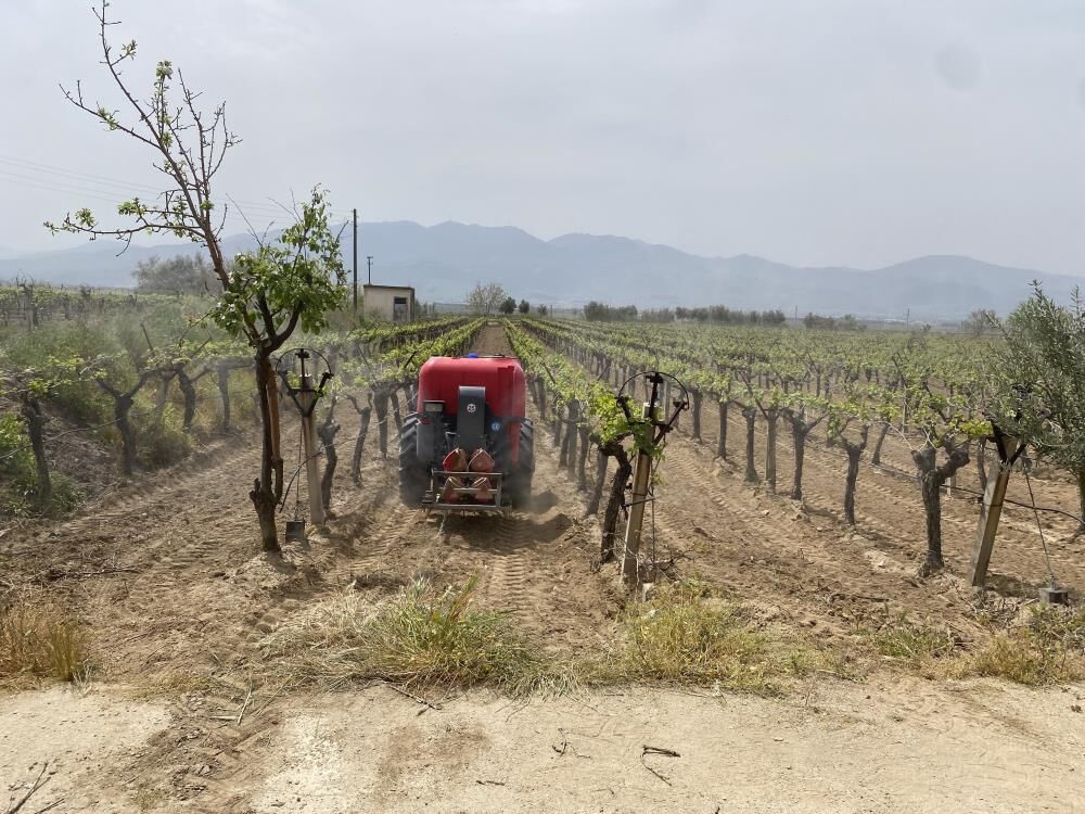 Manisada Kalintisiz Uzum Uretimi Icin Yeni Model (7)