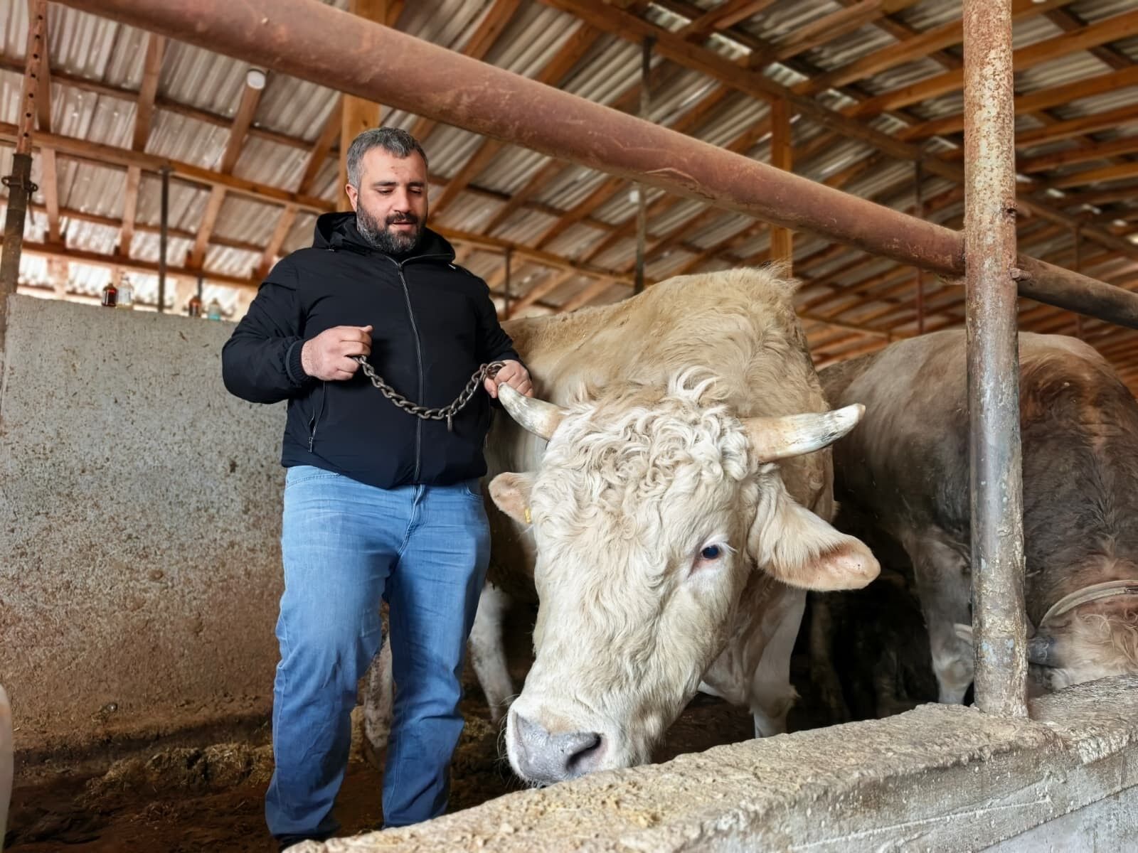 Pasa Sahneye Cikti Kurbanlik Boga Neredeyse Araba Parasi (2)