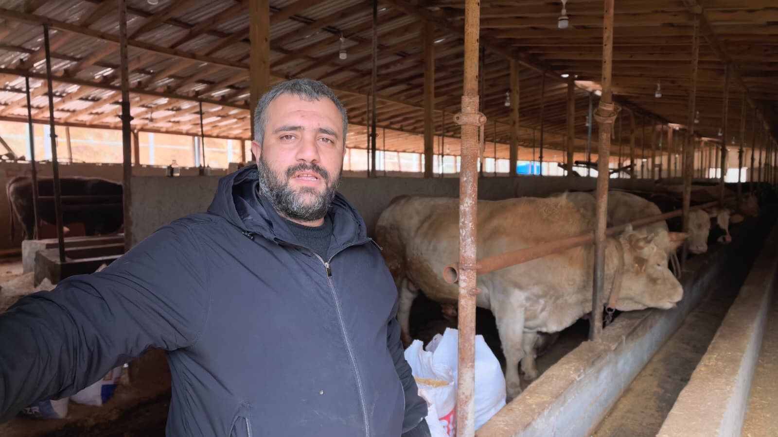 Pasa Sahneye Cikti Kurbanlik Boga Neredeyse Araba Parasi (3)