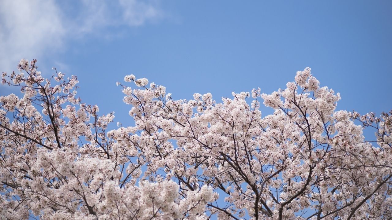 Salihli’de Aynı Gün İki Mevsim Sabah Bahar, Öğleden Sonra Sağanak! (2)