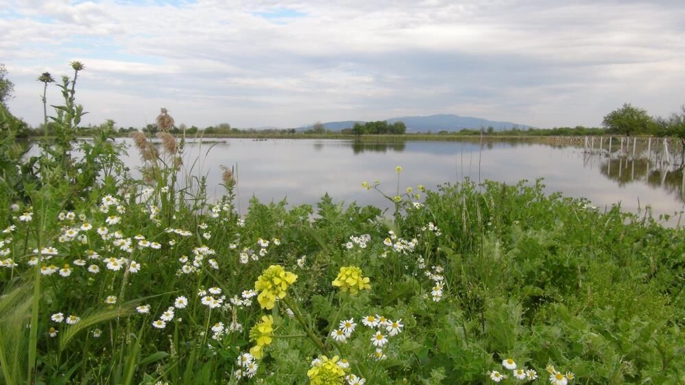 Şemsi Bayraktar Manisa (1)-1