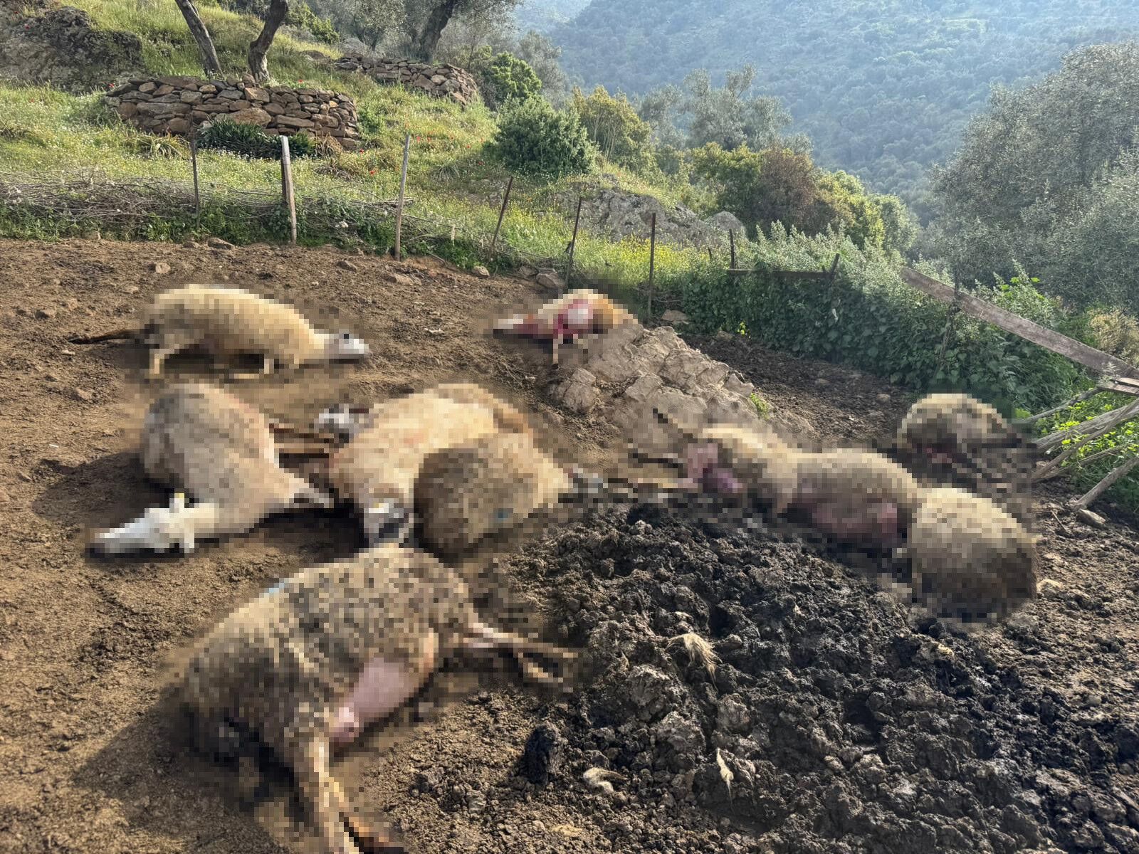 Suruye Dalarak Katliam Yaptilar Artik Evlerinin Icine Kadar Giriyorlar (1)-1