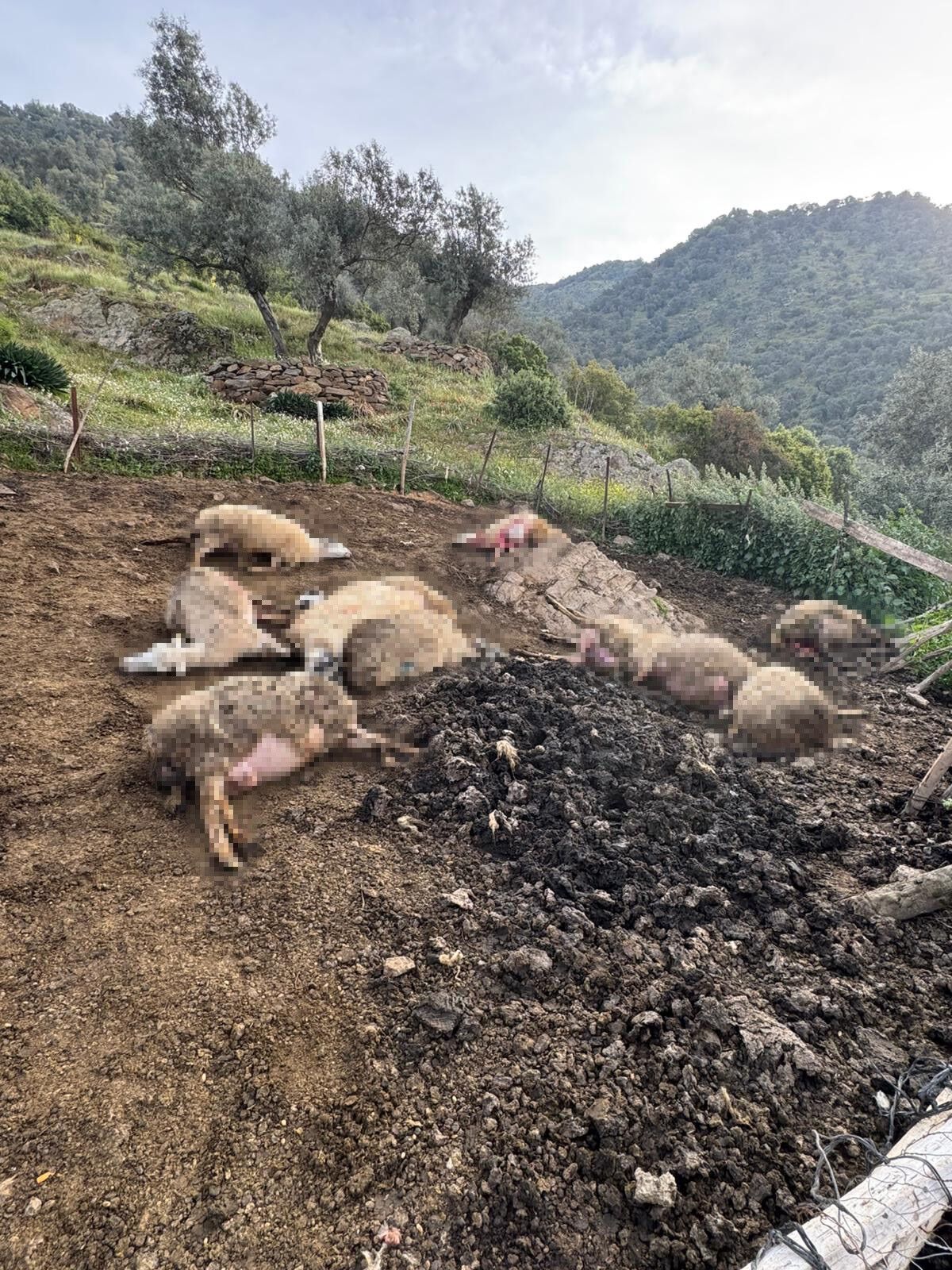 Suruye Dalarak Katliam Yaptilar Artik Evlerinin Icine Kadar Giriyorlar (2)