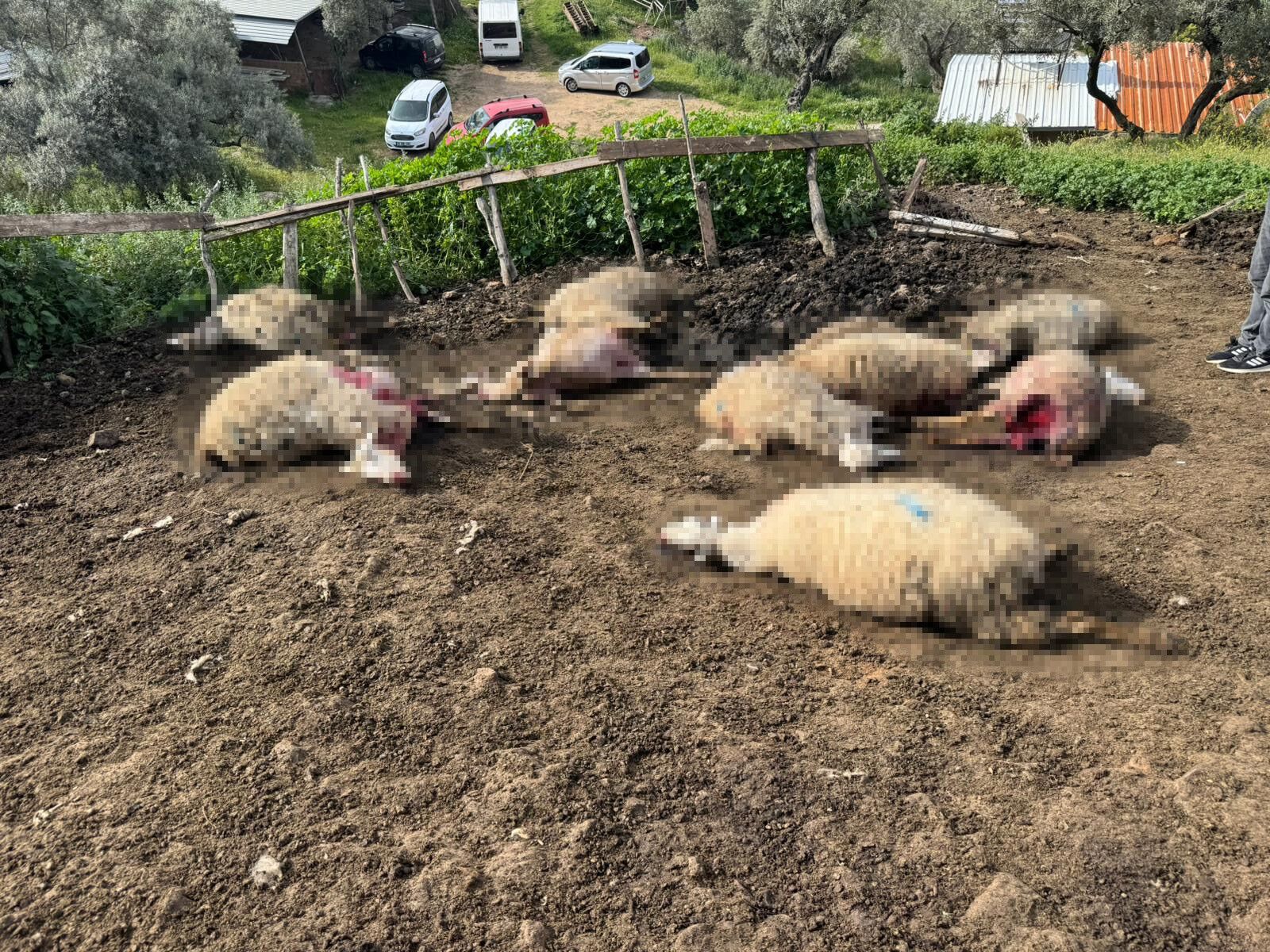 Suruye Dalarak Katliam Yaptilar Artik Evlerinin Icine Kadar Giriyorlar (4)