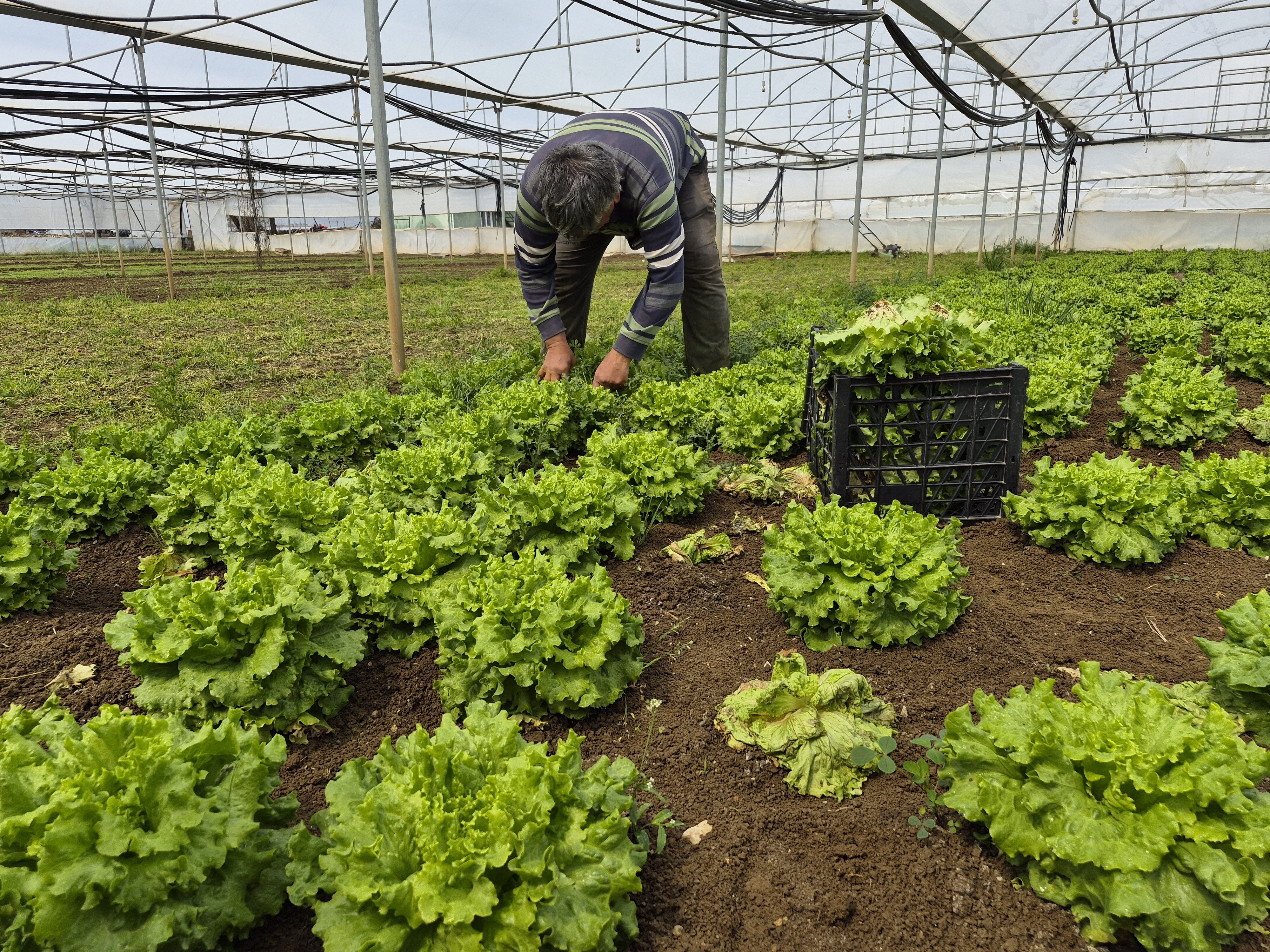 Tarlada 15 Tl Tezgahta 100 Tl Marulda Buyuk Farkin Sebebi Ne (3)