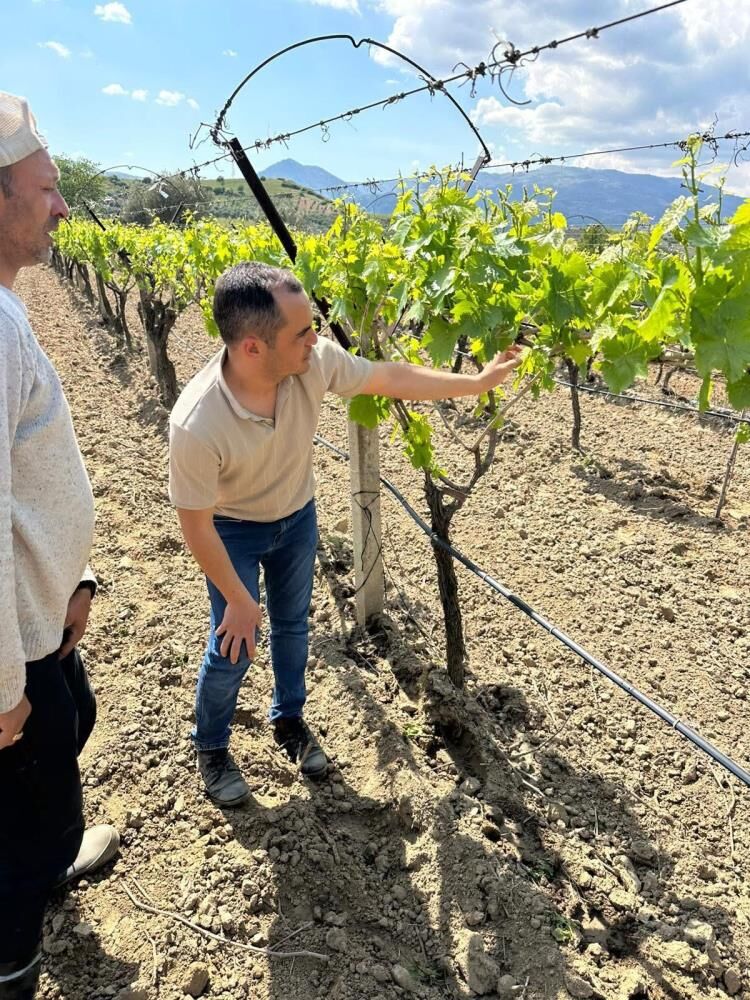 Üzüm Tariş Kalite (2)